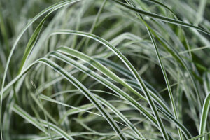 Carex Everest